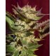 DURGA MATA * PARADISE SEEDS 5 SEMI FEM