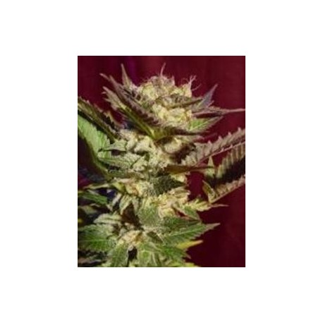 DURGA MATA * PARADISE SEEDS 5 SEMI FEM