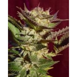 DURGA MATA * PARADISE SEEDS 10 SEMI FEM