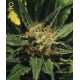 DIAMOND GIRL * GREEN HOUSE FEMINIZED 3 SEMI 