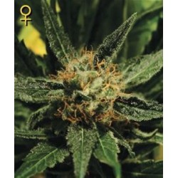 DIAMOND GIRL * GREEN HOUSE FEMINIZED 3 SEMI 