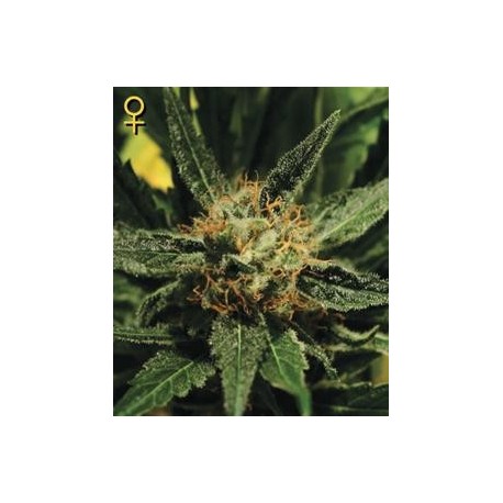 DIAMOND GIRL * GREEN HOUSE FEMINIZED 3 SEMI 