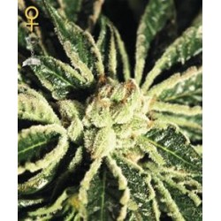 KAIA KUSH * GREEN HOUSE FEMINIZED 3 SEMI 