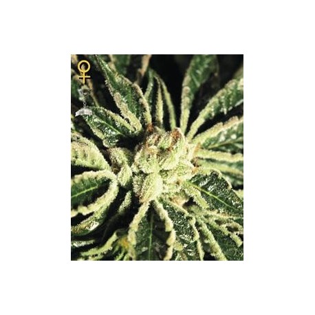 KAIA KUSH * GREEN HOUSE FEMINIZED 3 SEMI 