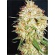 CRITICAL WIDOW * PROFESSIONAL SEEDS 1 SEME FEM