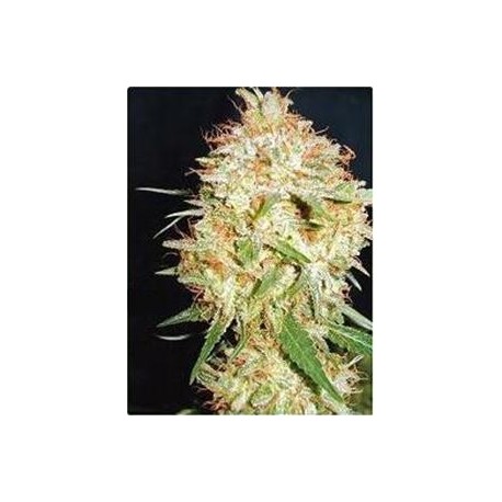 CRITICAL WIDOW * PROFESSIONAL SEEDS 1 SEME FEM