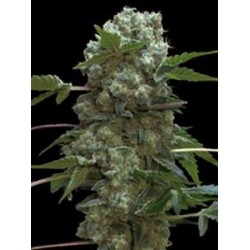 DOBLE AK-47 * PROFESSIONAL SEEDS 1 SEME FEM 