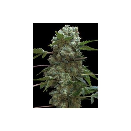 DOBLE AK-47 * PROFESSIONAL SEEDS 1 SEME FEM 