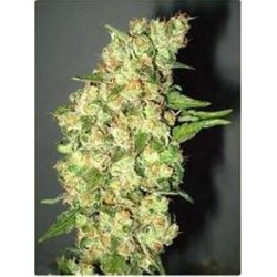 DOBLE JACK * PROFESSIONAL SEEDS 1 SEME FEM 