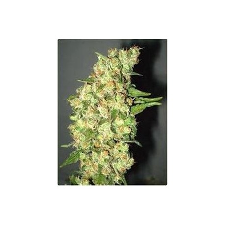 DOBLE JACK * PROFESSIONAL SEEDS 1 SEME FEM 