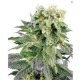 DUBBLE GUM * PROFESSIONAL SEEDS 1 SEME FEM 