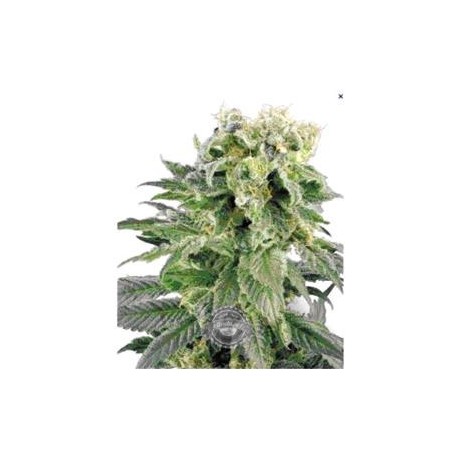 DUBBLE GUM * PROFESSIONAL SEEDS 1 SEME FEM 