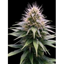 NEW YOR DIESEL AUTOMATICA * PROFESSIONAL SEEDS 1 SEME FEM