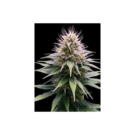 NEW YOR DIESEL AUTOMATICA * PROFESSIONAL SEEDS 1 SEME FEM