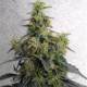 DIESELTONIC * RESIN SEEDS FEMINIZED 10 SEMI 