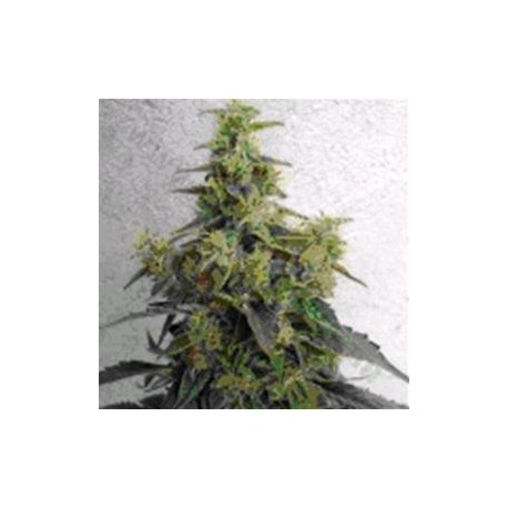 DIESELTONIC * RESIN SEEDS FEMINIZED 10 SEMI 