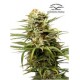 AUTO WHITE WIDOW * DUTCH PASSION FEMINIZED 7 SEMI