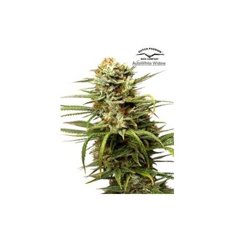 AUTO WHITE WIDOW * DUTCH PASSION FEMINIZED 7 SEMI