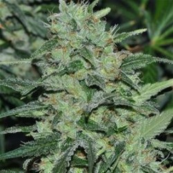 MALAWI * ACE SEEDS 1 SEME FEM