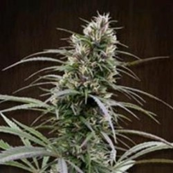 CONGO * ACE SEEDS 5 SEMI FEM