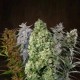 ACE MIX * ACE SEEDS 5 SEMI REG