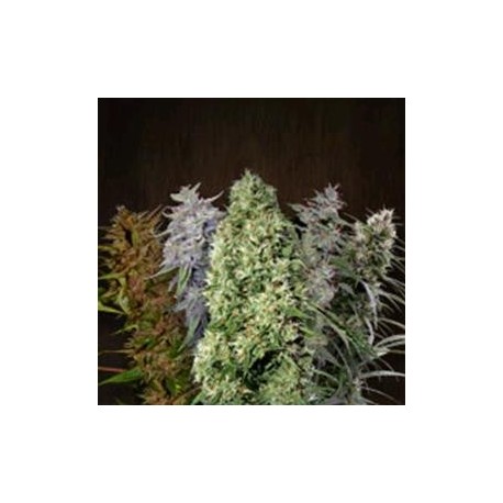 ACE MIX * ACE SEEDS 10 SEMI REG