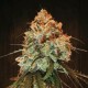 GOLDEN TIGER * ACE SEEDS 5 SEMI REG