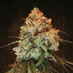 GOLDEN TIGER * ACE SEEDS 5 SEMI REG