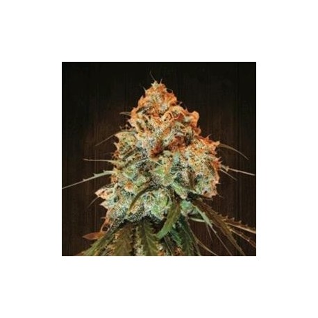 GOLDEN TIGER * ACE SEEDS 5 SEMI REG