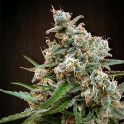 NEPALESE JAM * ACE SEEDS 5 SEMI REG 