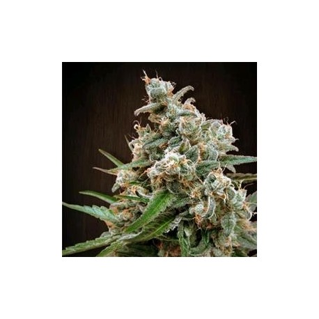 NEPALESE JAM * ACE SEEDS 5 SEMI REG 