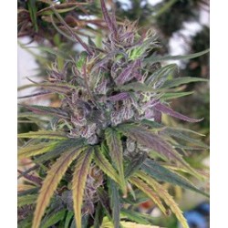 OLDTIMERS HAZE * ACE SEEDS 5 SEMI REG