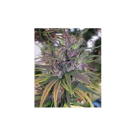 OLDTIMERS HAZE * ACE SEEDS 5 SEMI REG