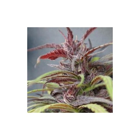 PURPLE HAZE X THAI * ACE SEEDS 5 SEMI REG