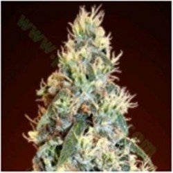 AUTO JACK HERER * ADVANCED SEEDS 1 SEME FEM