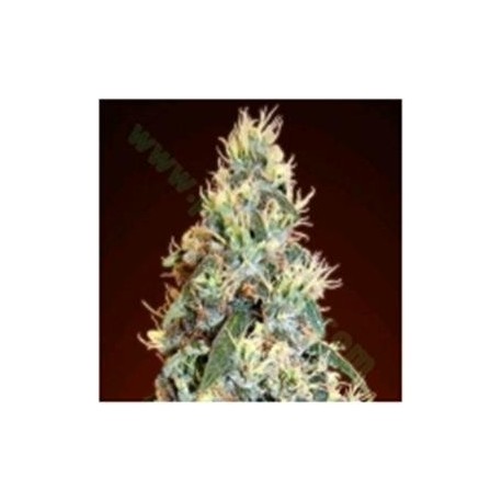 AUTO JACK HERER * ADVANCED SEEDS 1 SEME FEM