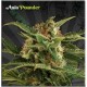 AUTO POUNDER* AUTO SEEDS 3 SEMI FEM