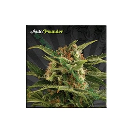 AUTO POUNDER* AUTO SEEDS 3 SEMI FEM