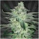 DIESEL BERRY* AUTO SEEDS 3 SEMI FEM