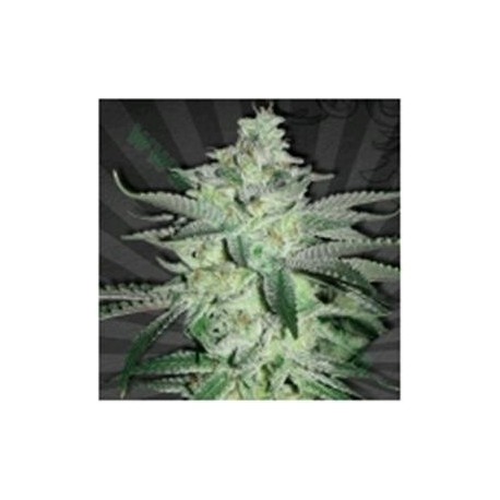 DIESEL BERRY* AUTO SEEDS 3 SEMI FEM