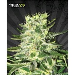 MIG 29 * AUTO SEEDS 3 SEMI FEM