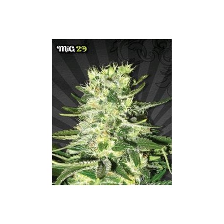 MIG 29 * AUTO SEEDS 3 SEMI FEM