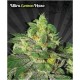 ULTRA LEMON HAZE* AUTO SEEDS 5 SEMI FEM AUTO