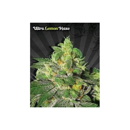 ULTRA LEMON HAZE* AUTO SEEDS 5 SEMI FEM AUTO