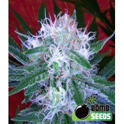 AUTO BOMB * BOMB SEEDS 5 SEMI FEM 