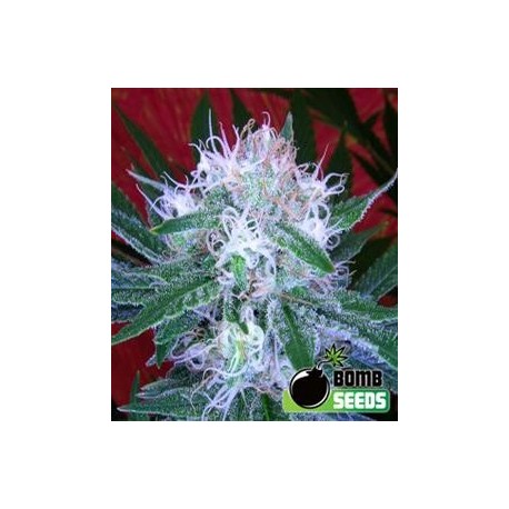 AUTO BOMB * BOMB SEEDS 5 SEMI FEM 