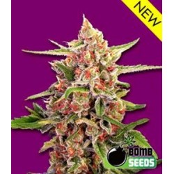 CHERRY BOMB* BOMB SEEDS 5 SEMI FEM 