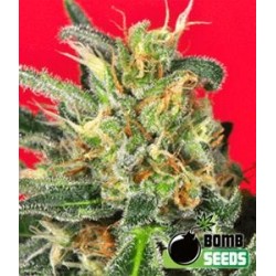 CLUSTER BOMB * BOMB SEEDS 5 SEMI FEM 