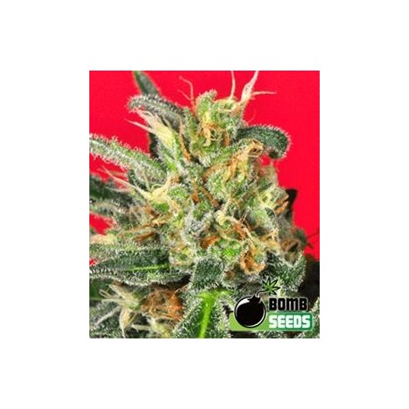 CLUSTER BOMB * BOMB SEEDS 5 SEMI FEM 