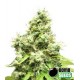 MEDI BOMB # 1 * BOMB SEEDS 5 SEMI FEM 